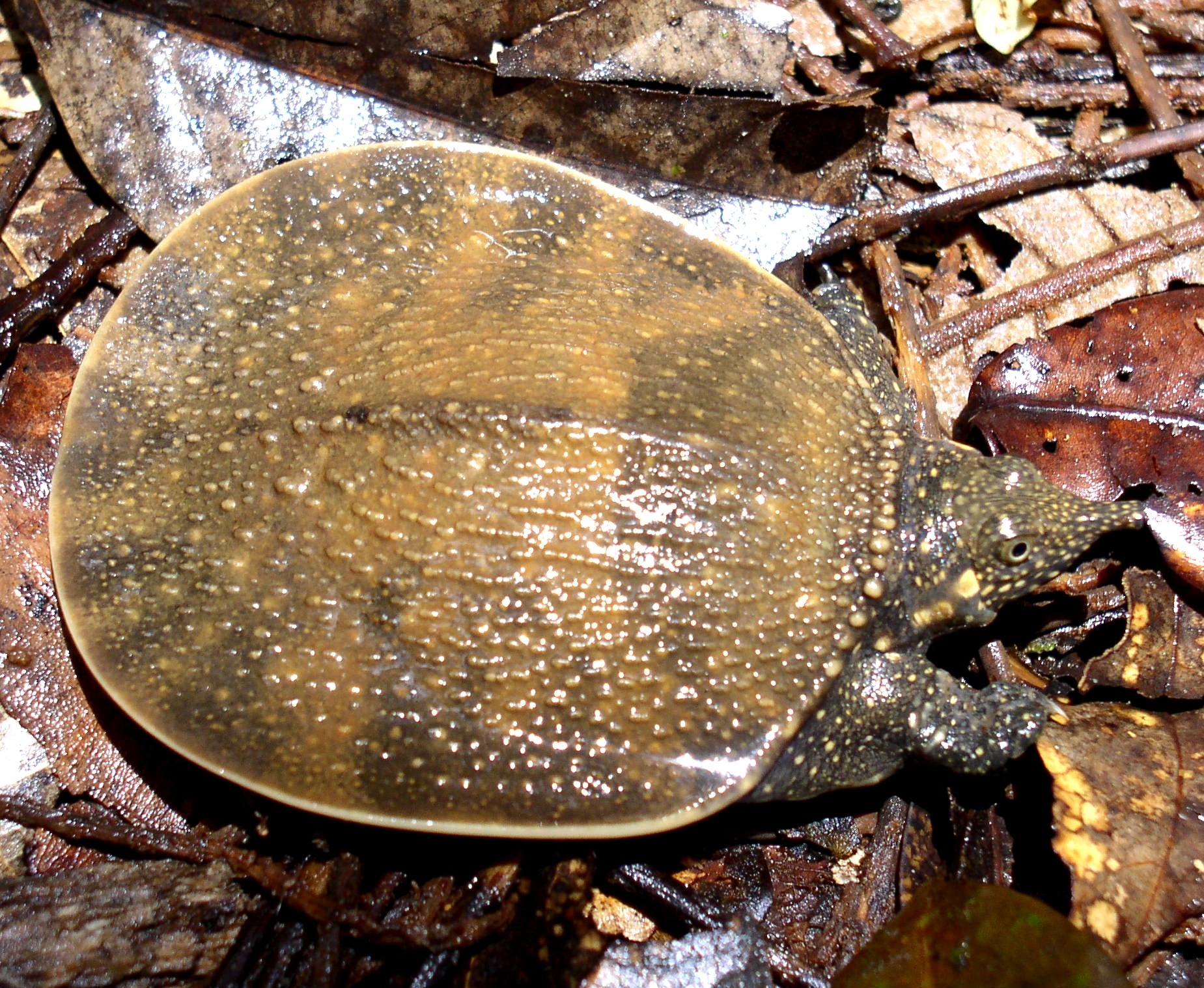 Tortoise and Freshwater Turtle Specialist Group