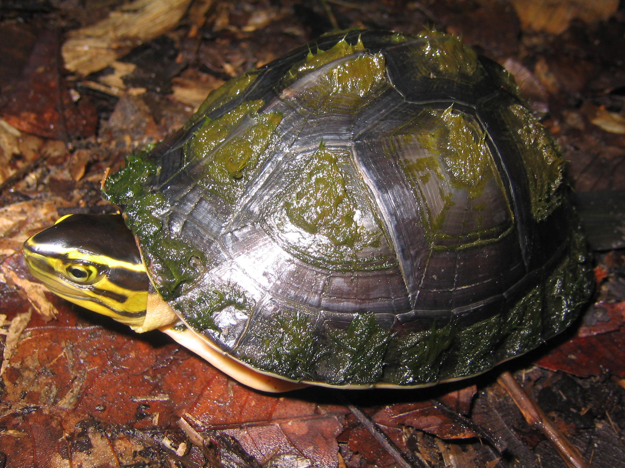 Tortoise and Freshwater Turtle Specialist Group