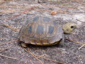 elongated_tortoise_cardamom_mountainscambodia_annette_olsson