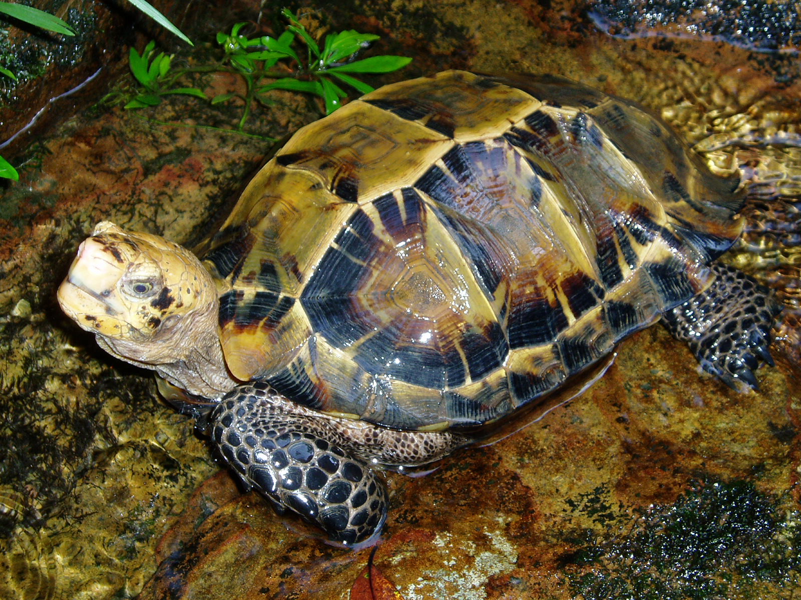 Tortoise And Freshwater Turtle Specialist Group