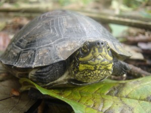 yellow-headed_temple_turtle_cambodia_sitha_som