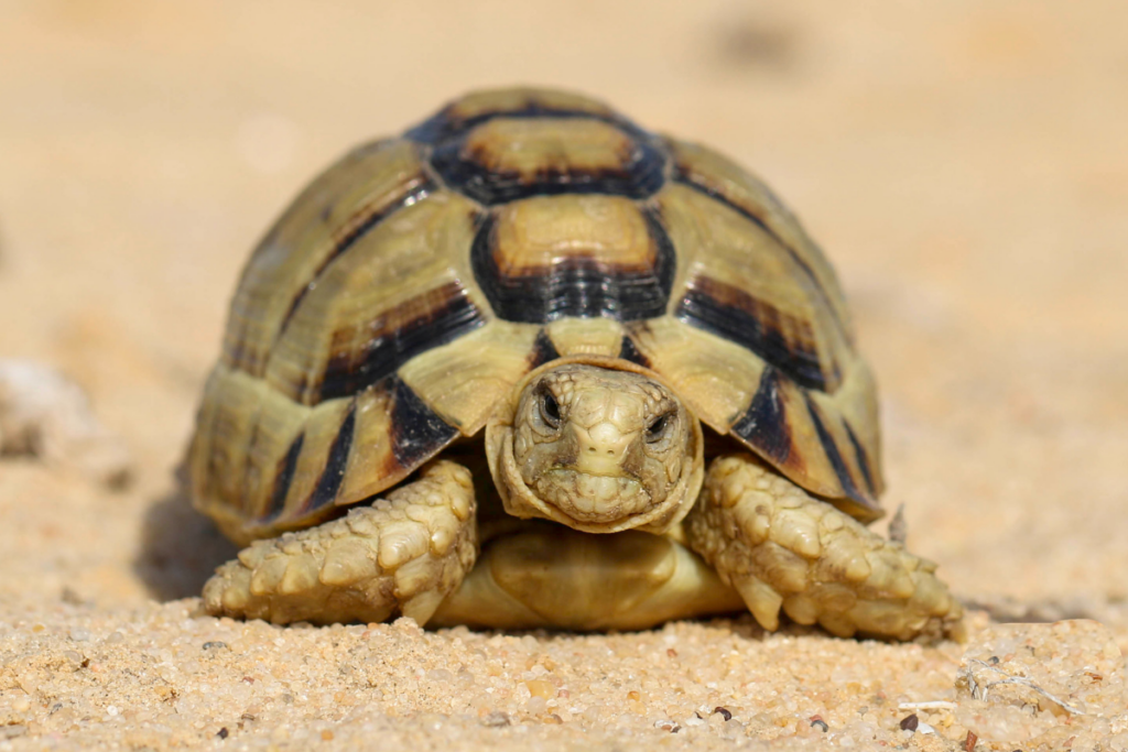Egyptian Tortoise (Testudo kleinmanni) by Basem Rabia