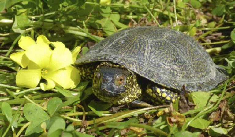 Tortoise and Freshwater Turtle Specialist Group