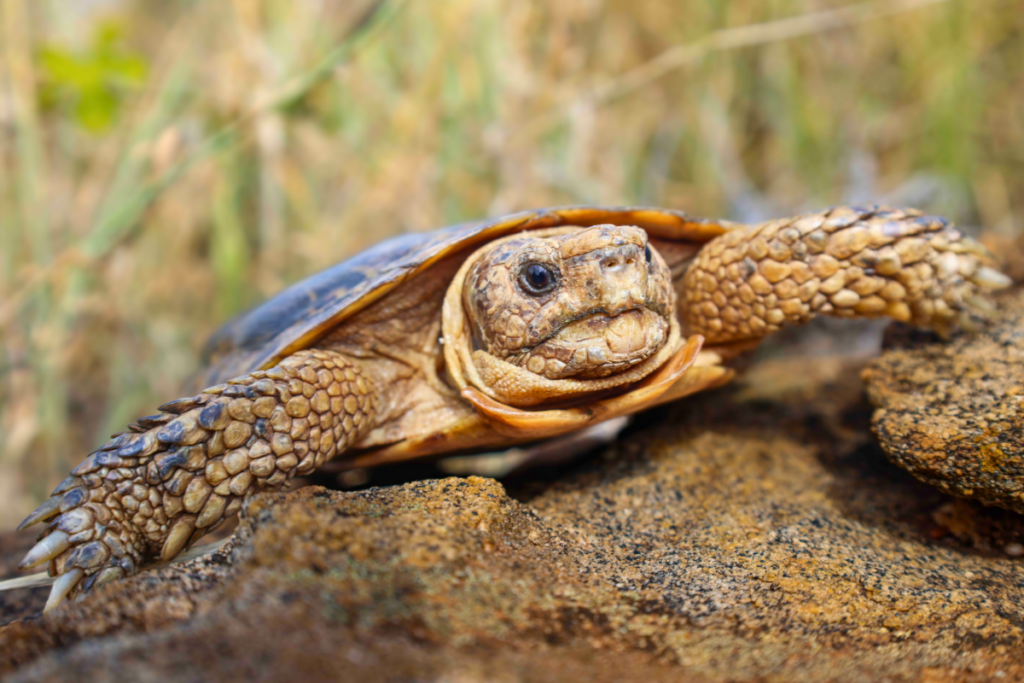 Pancake Tortoise (Malcochersus tornieri) by Mercy Kinya Pancake Tortoise (Malcochersus tornieri) by Mercy Kinya