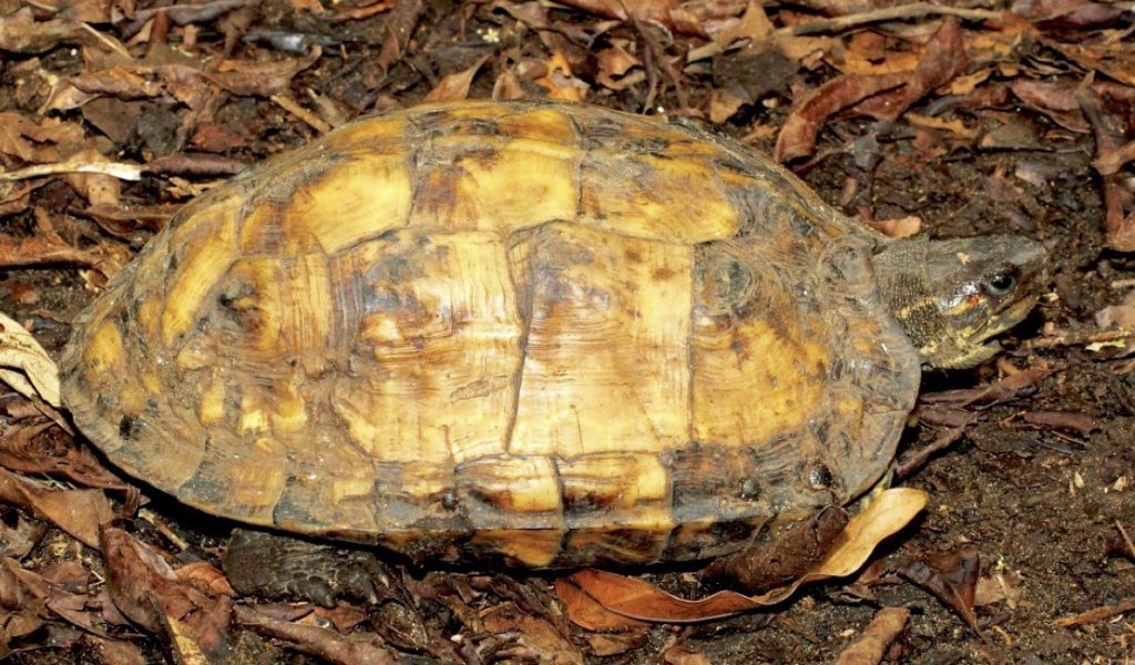 Rhinoclemmys Annulata Photo Web MRedmer 1024x600
