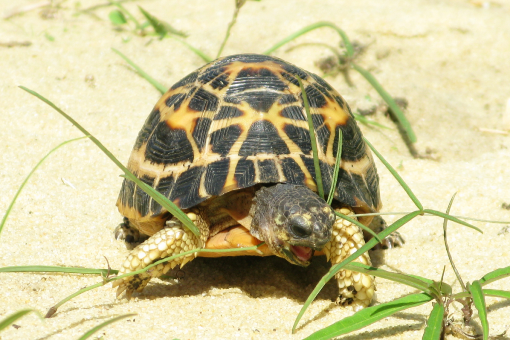 Spider Tortoise (Pyxis arachnoides arachnoides) by Ryan Walker Spider Tortoise (Pyxis arachnoides arachnoides) by Ryan Walker