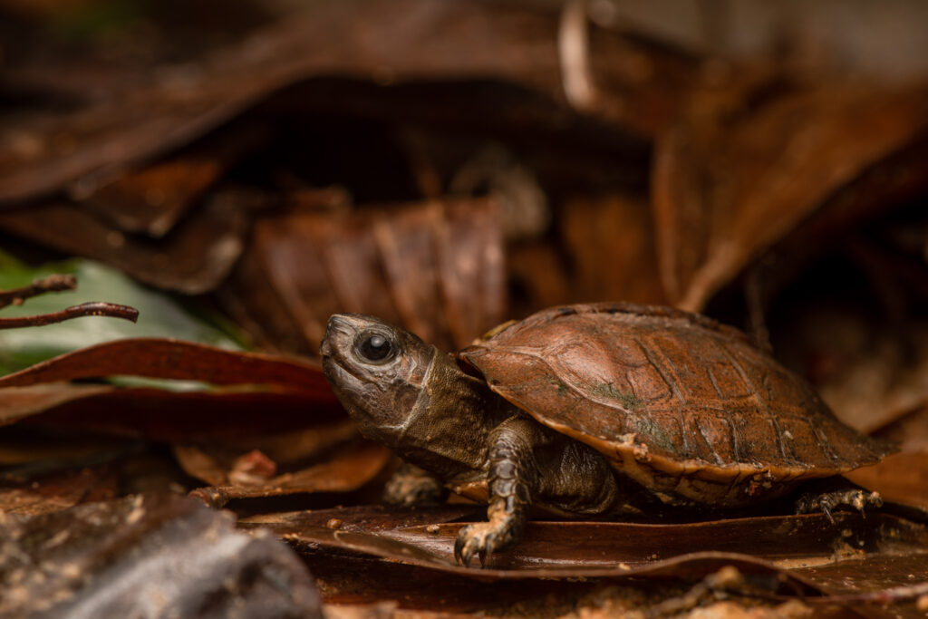 Juvenile, in-range captive-bred Arakan Forest Turtle (Heosemys depressa) by Scott Trageser Juvenile, in-range captive-bred Arakan Forest Turtle (Heosemys depressa) by Scott Trageser
