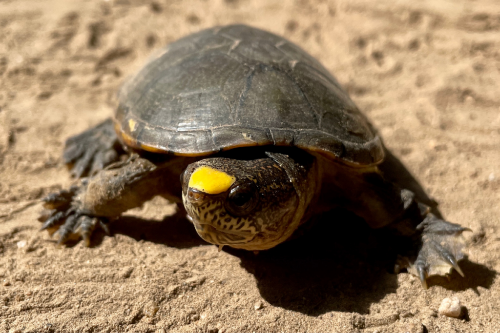 Vallarta Mud Turtle (Kinosternon vogti) by Taggert Butterfield Vallarta Mud Turtle (Kinosternon vogti) by Taggert Butterfield