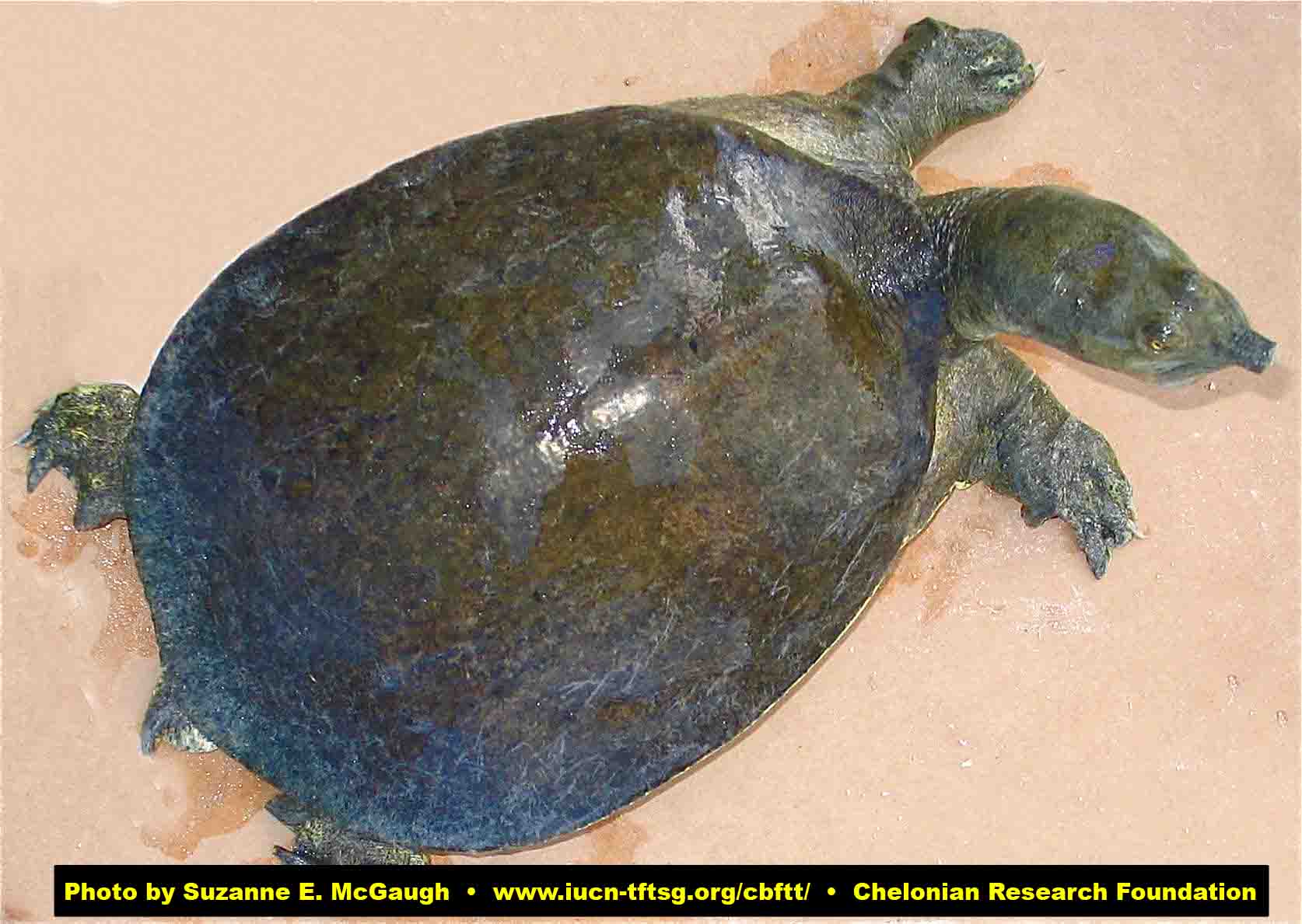 Creature feature: The more vulnerable spiny softshell turtle