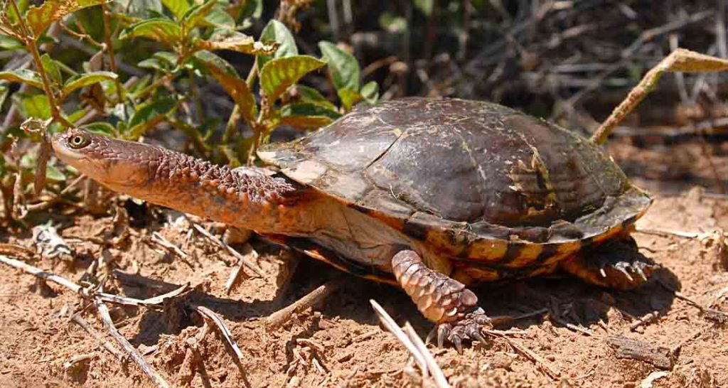 Acanthochelys Pallidipectoris Web1 1024x546