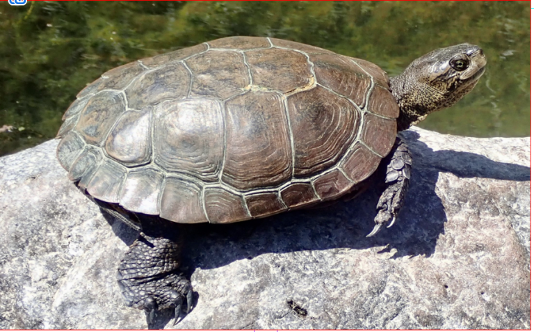 Actinemys marmorata