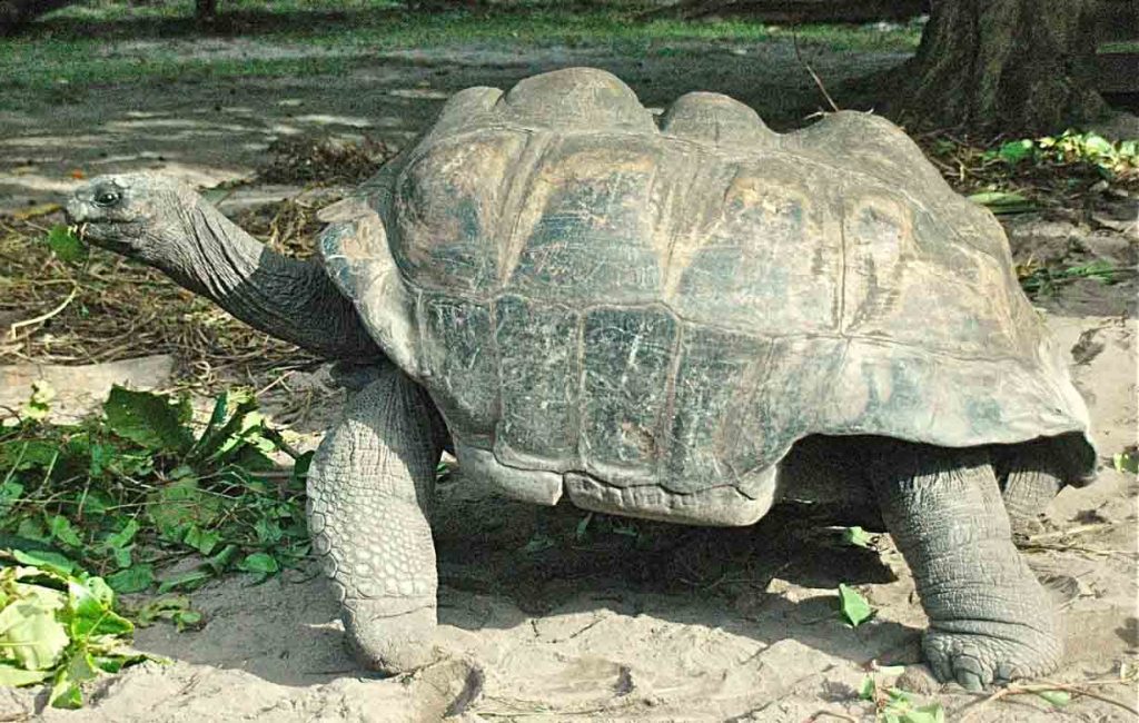 Aldabrachelys Hololissa Web 1024x650