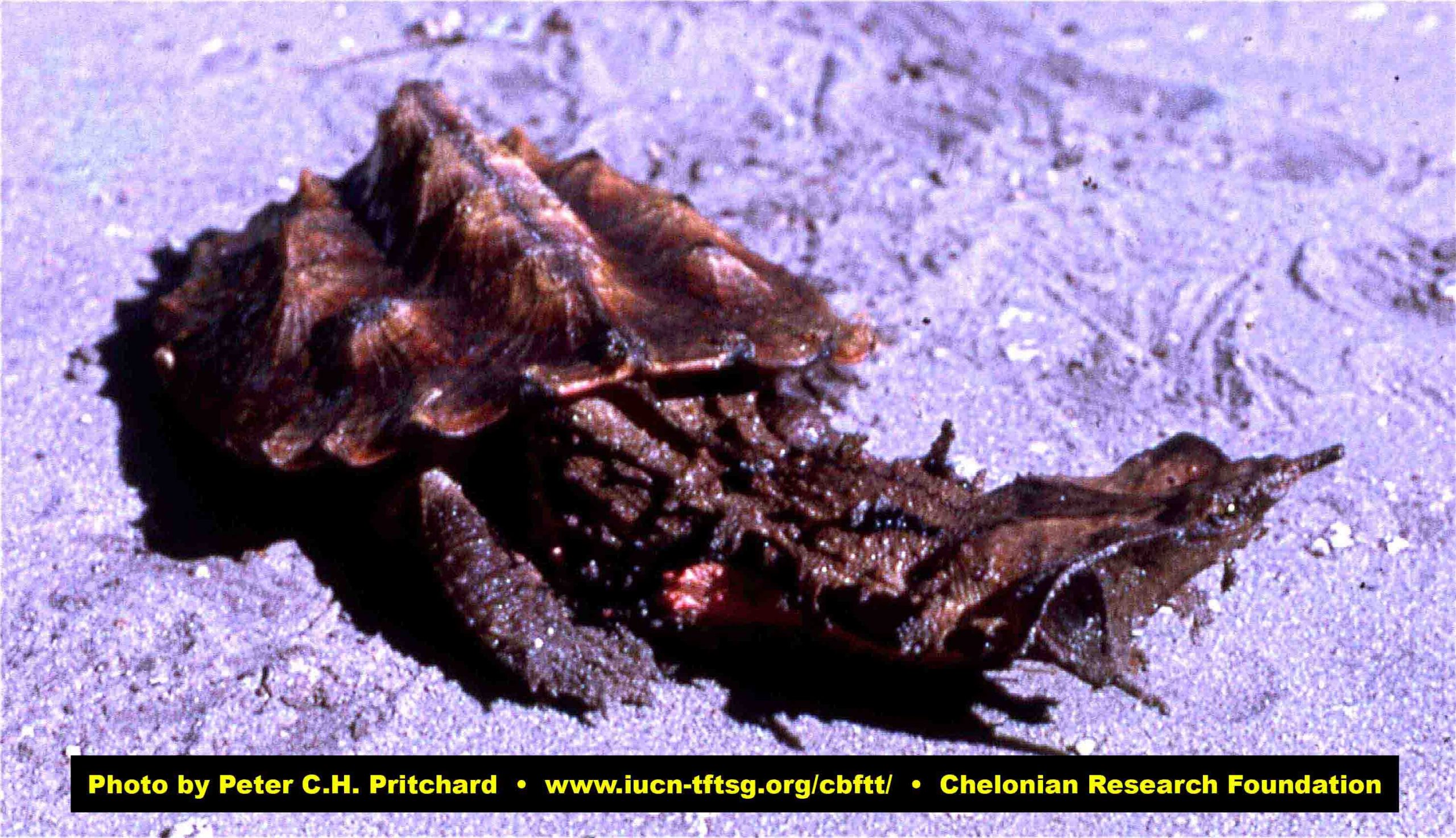C FimbriatusLRweb Scaled
