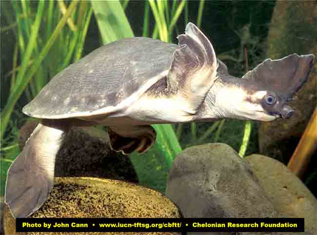 fly river turtle