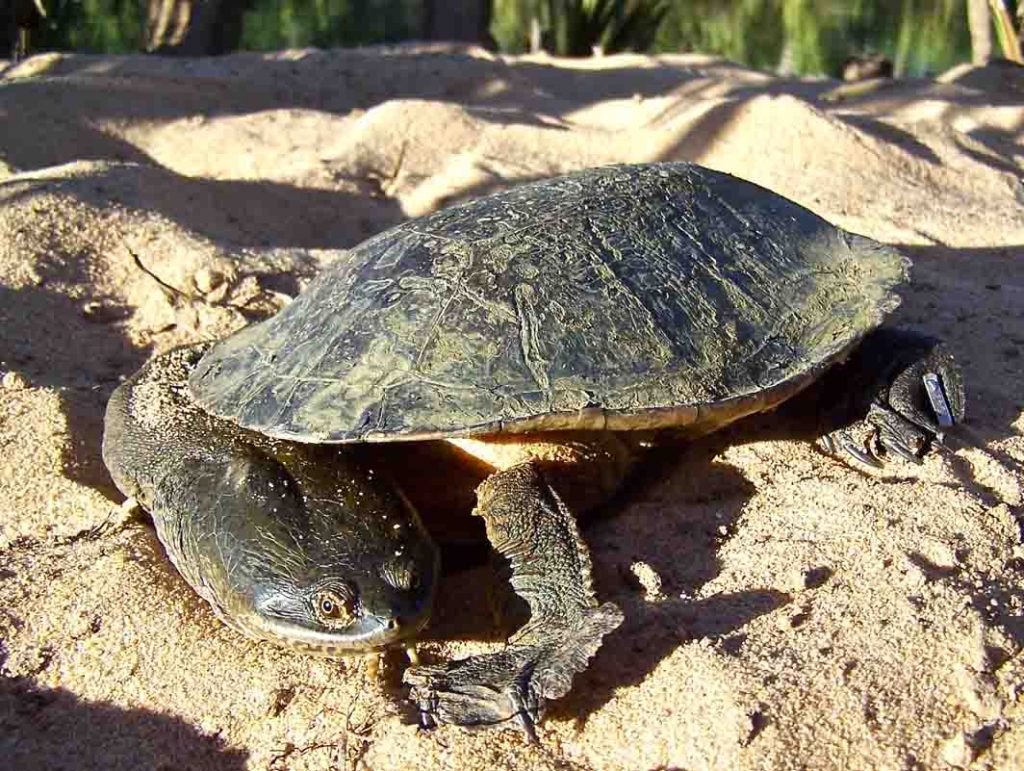 Chelodina Burrungandjii Web 1024x771