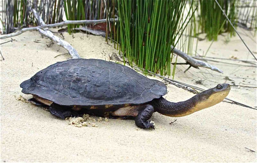 Chelodina Longicollis Web 1024x651