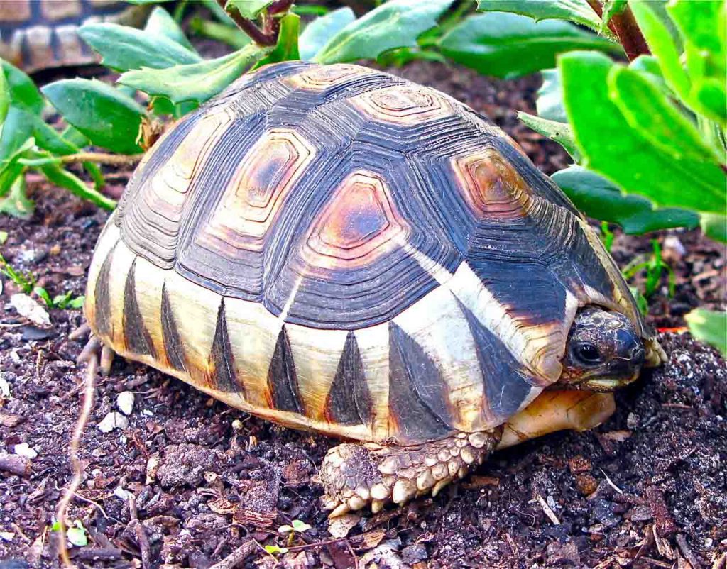 Chersina Angulata Web 1024x802