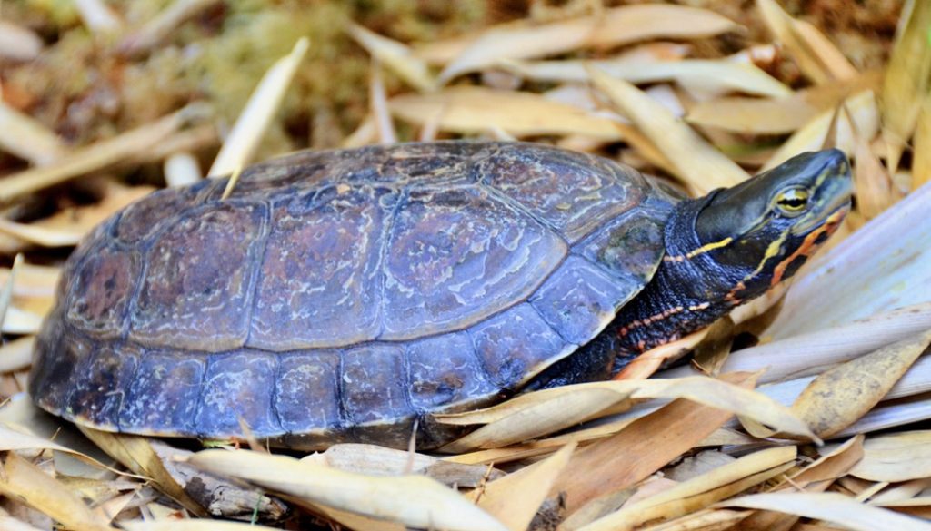 Cuora Yunnanensis Photo TBlanck Web 1024x585