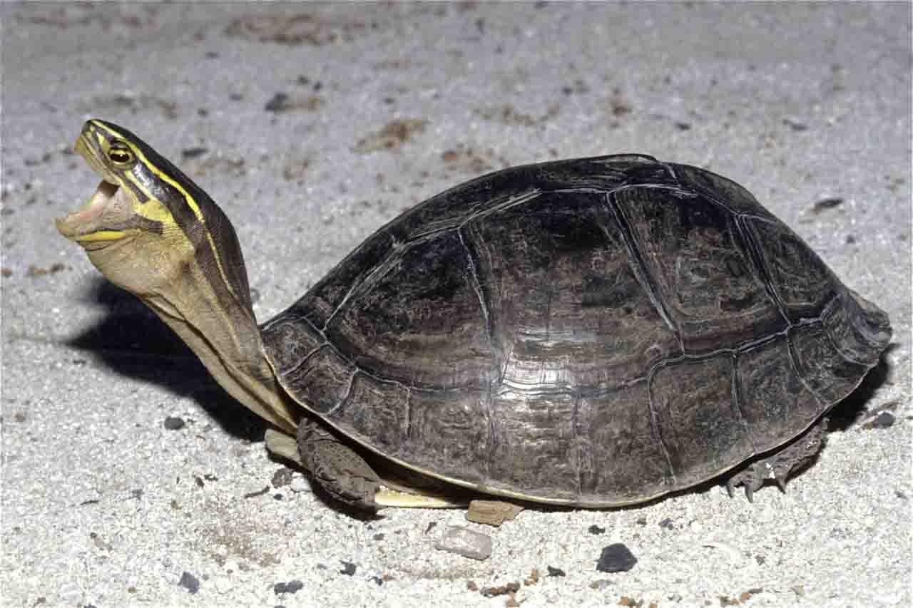 Malayan Box Turtle