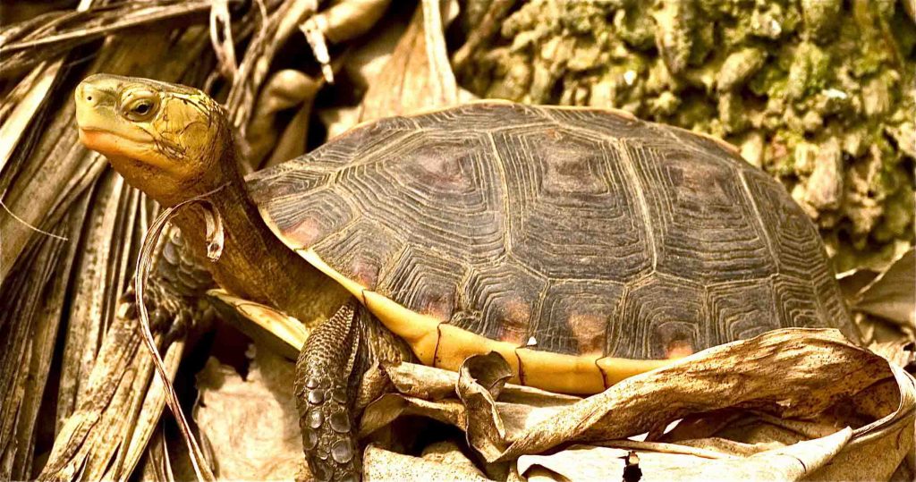 Cuora Flavomarginata Web 1024x539
