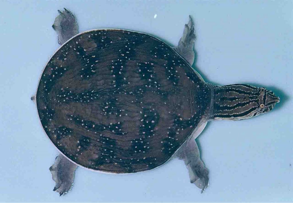 Cycloderma Frenatum Web 1024x710