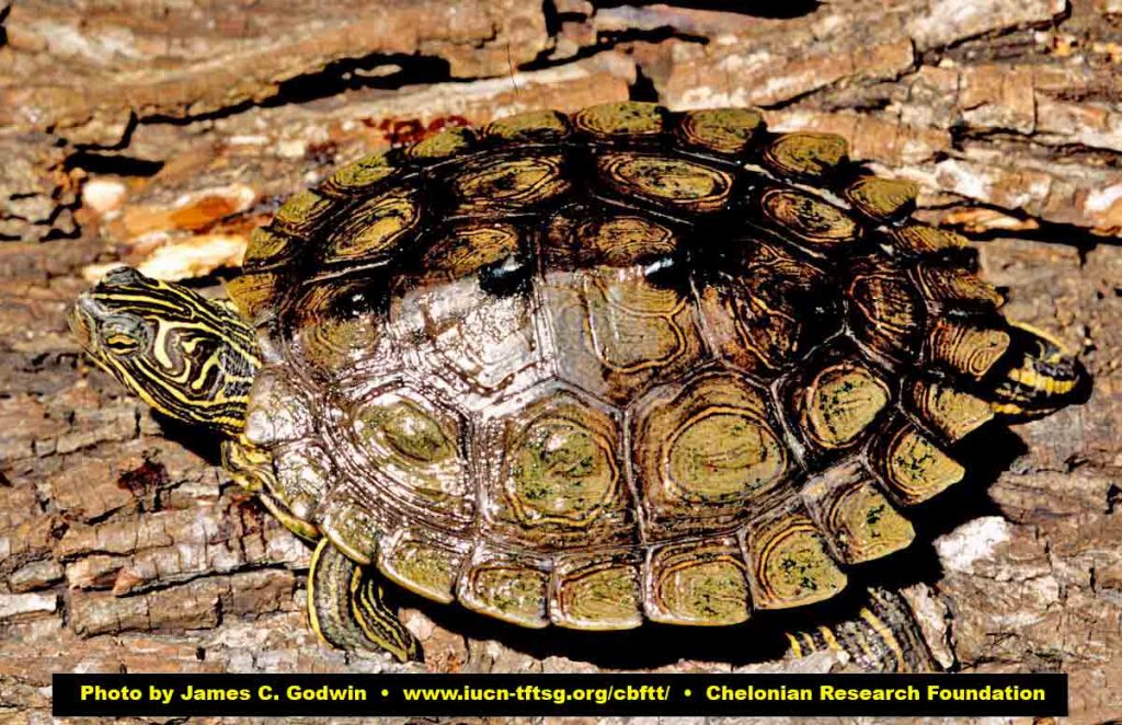 G NigrinodaWeb 1024x662