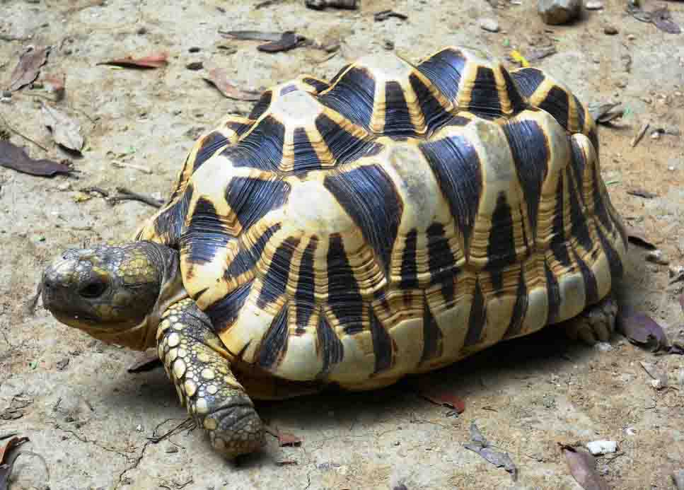 Burmese Star Tortoise Size