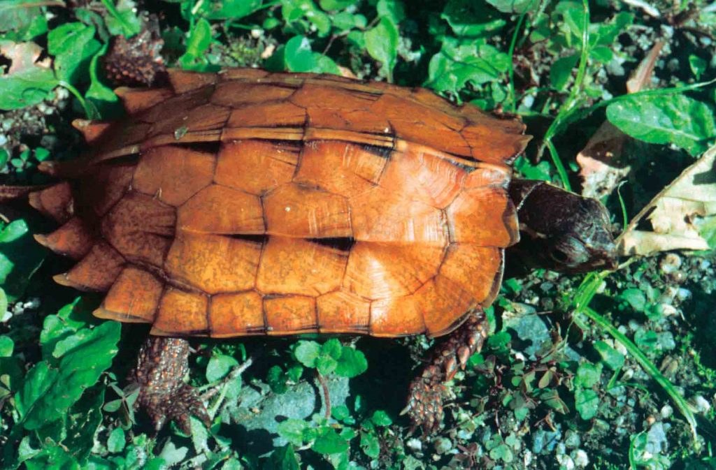 Geoemyda Spengleri Web 1024x673