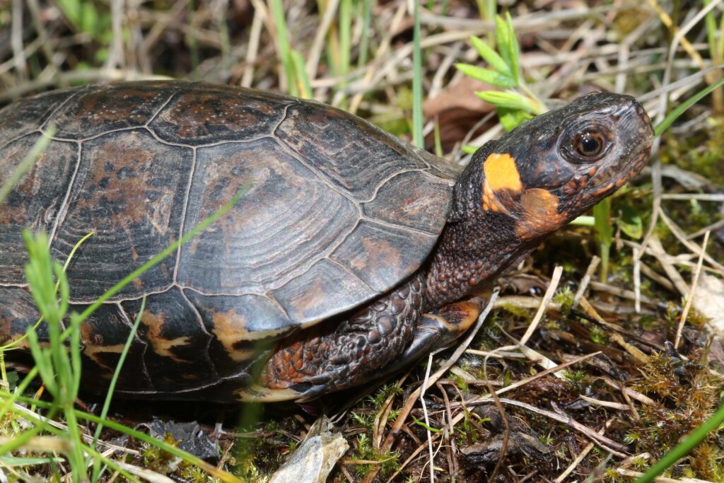 glyptemys muhlenbergii craig stanford
