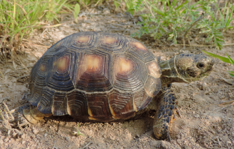 Gopherus berlandieri
