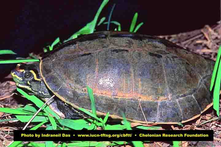 Tortoise and Freshwater Turtle Specialist Group