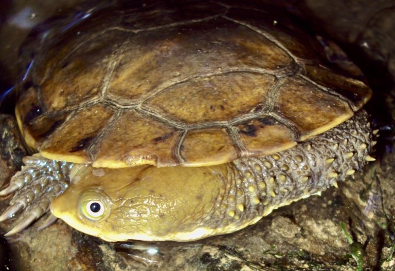 Hydromedusa maximiliani