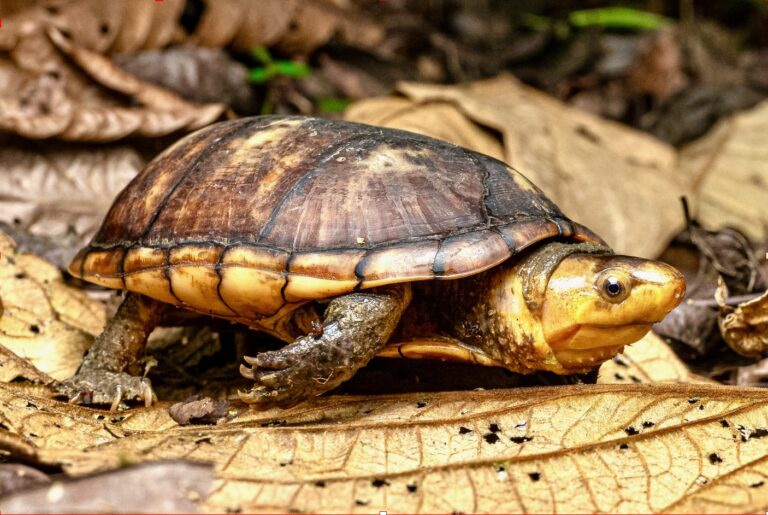 Kinosternon angustipons