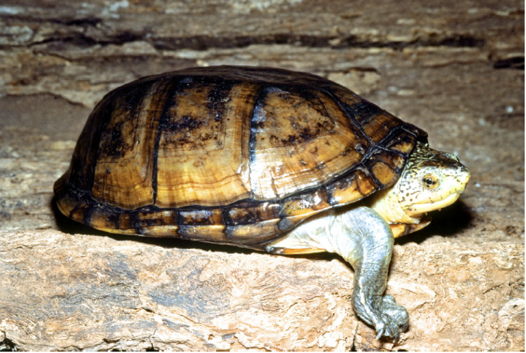 Kinosternon integrum