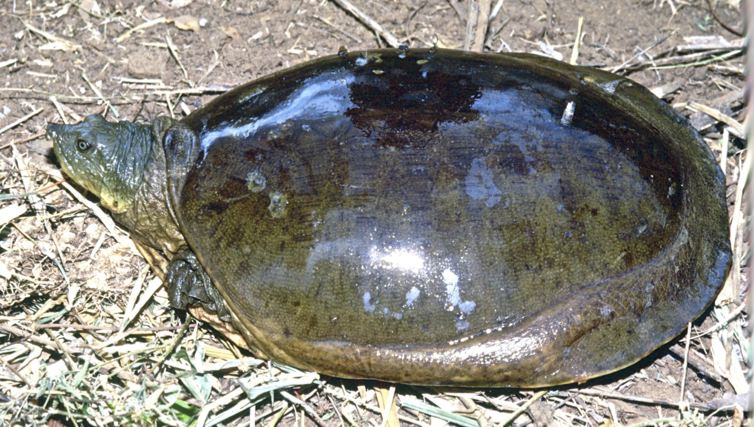 indian tortoise food list