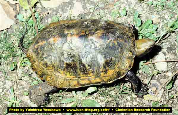 Tortoise and Freshwater Turtle Specialist Group