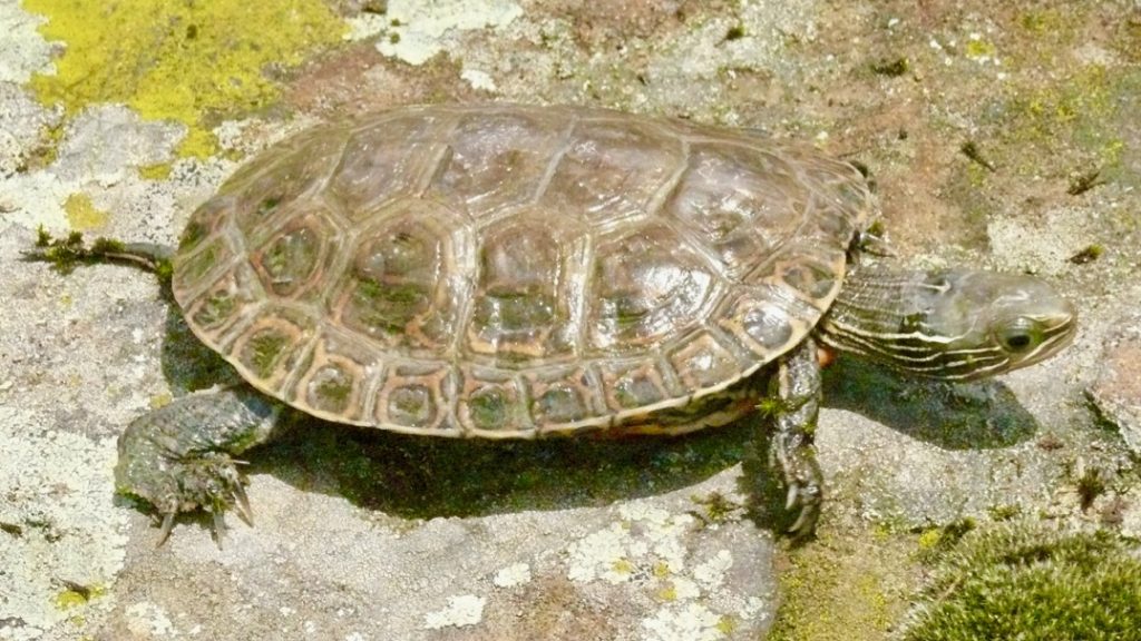 Mauremys Caspica CBFTT LMazanaeva 1024x576