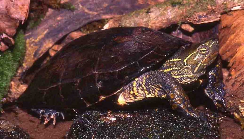 Mauremys Reevesii Web 1024x585