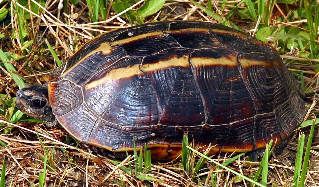Melanochelys Tricarinata Fig 1 LR Web 1024x602