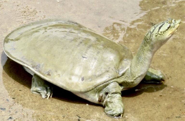 Nilssonia gangetica