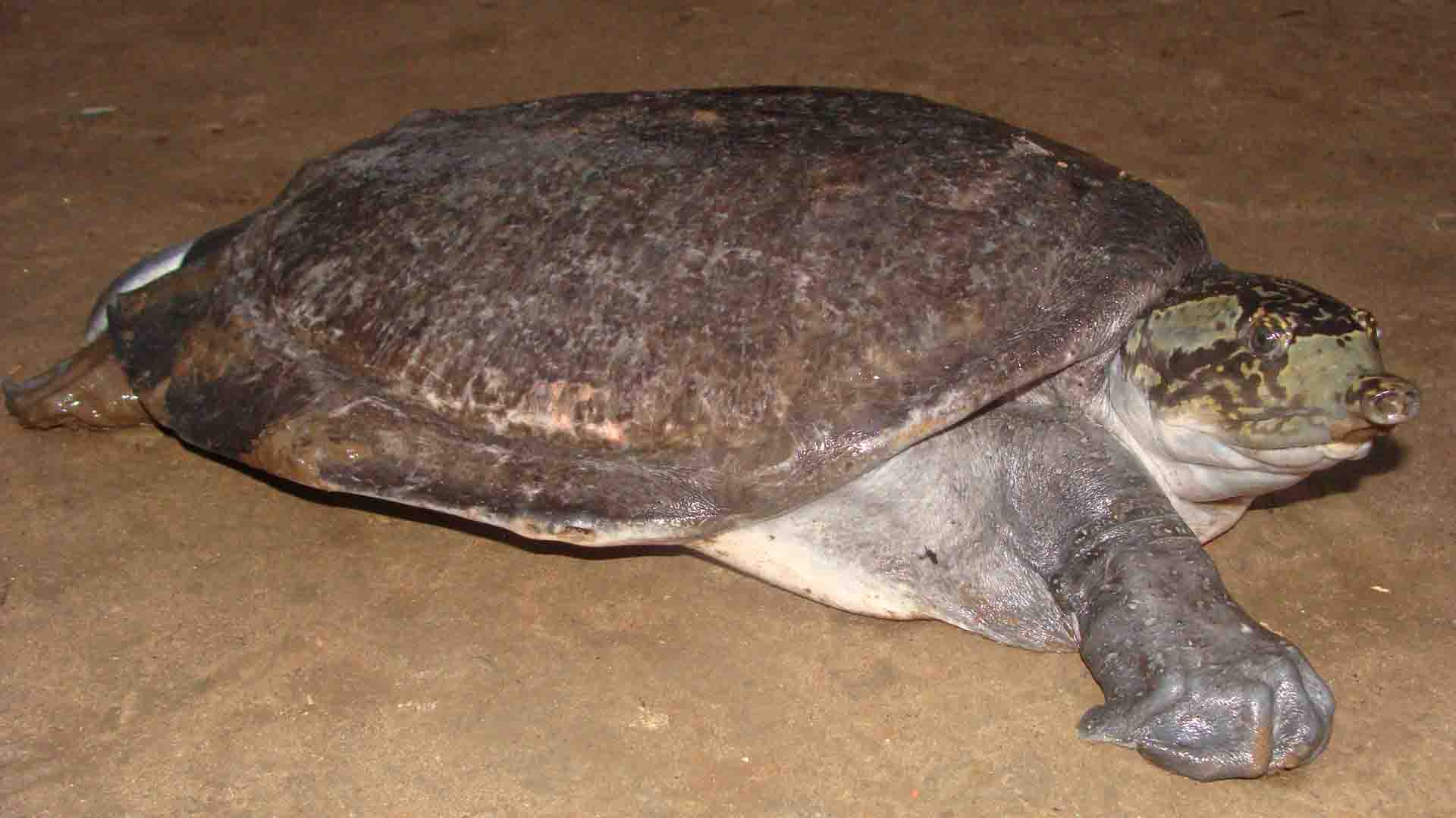 Нильская черепаха