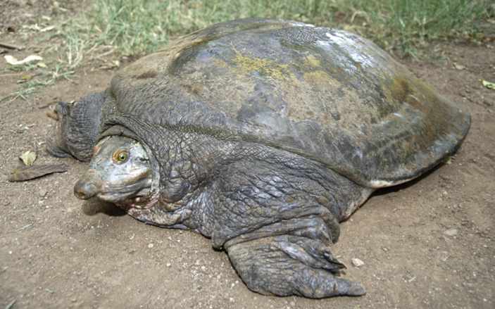 Tortoise And Freshwater Turtle Specialist Group 