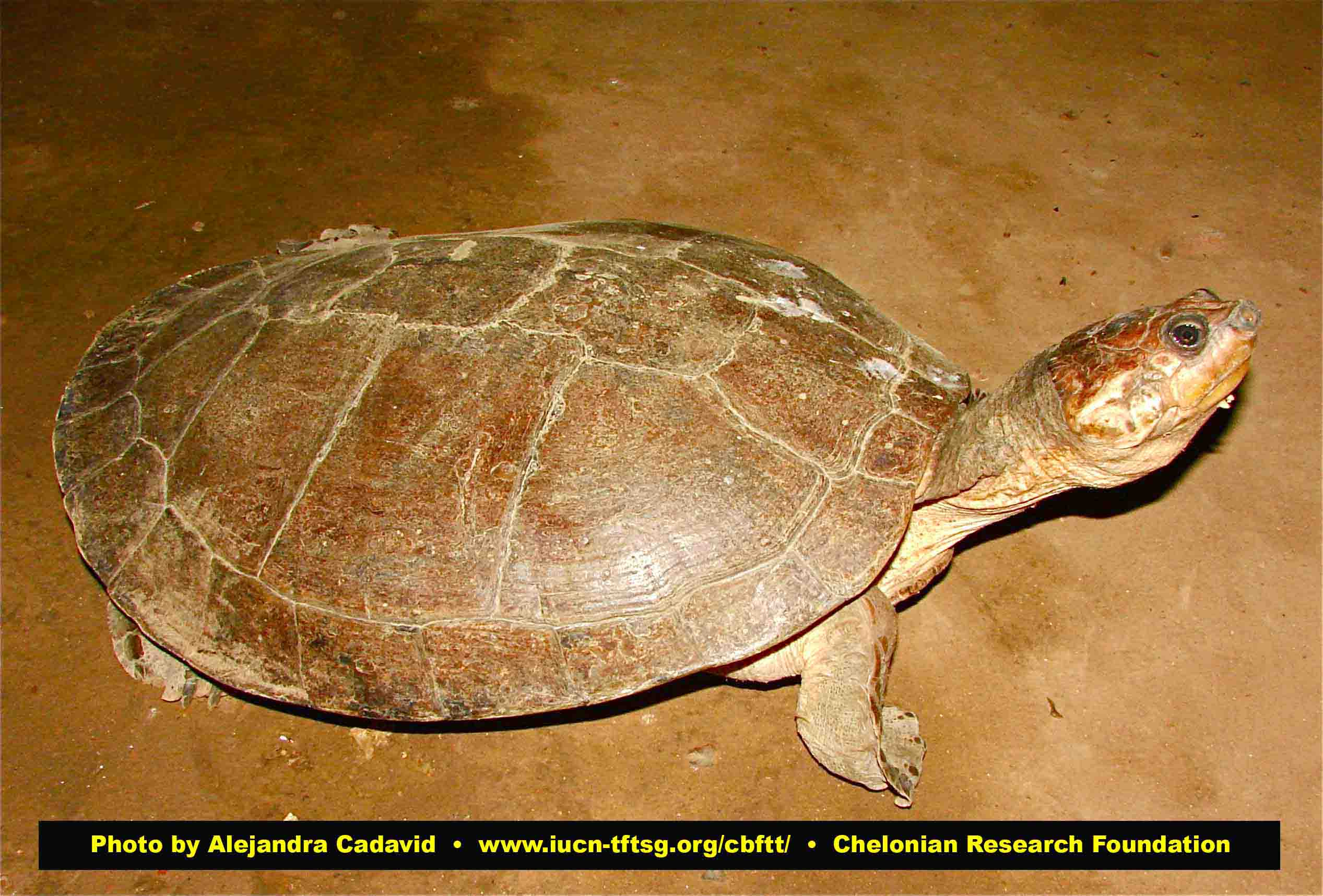 Magdalena River turtle - Alchetron, The Free Social Encyclopedia