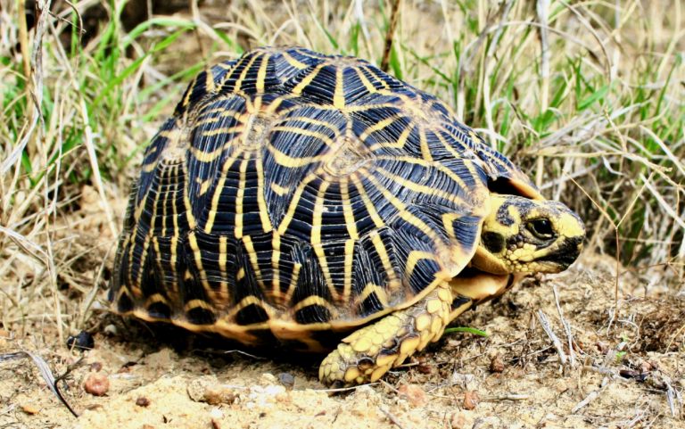 Psammobates geometricus
