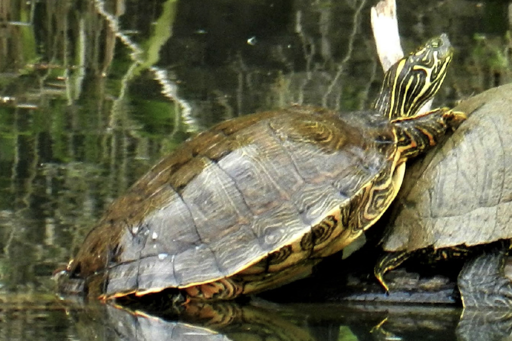 pseudemys texana pvlindeman