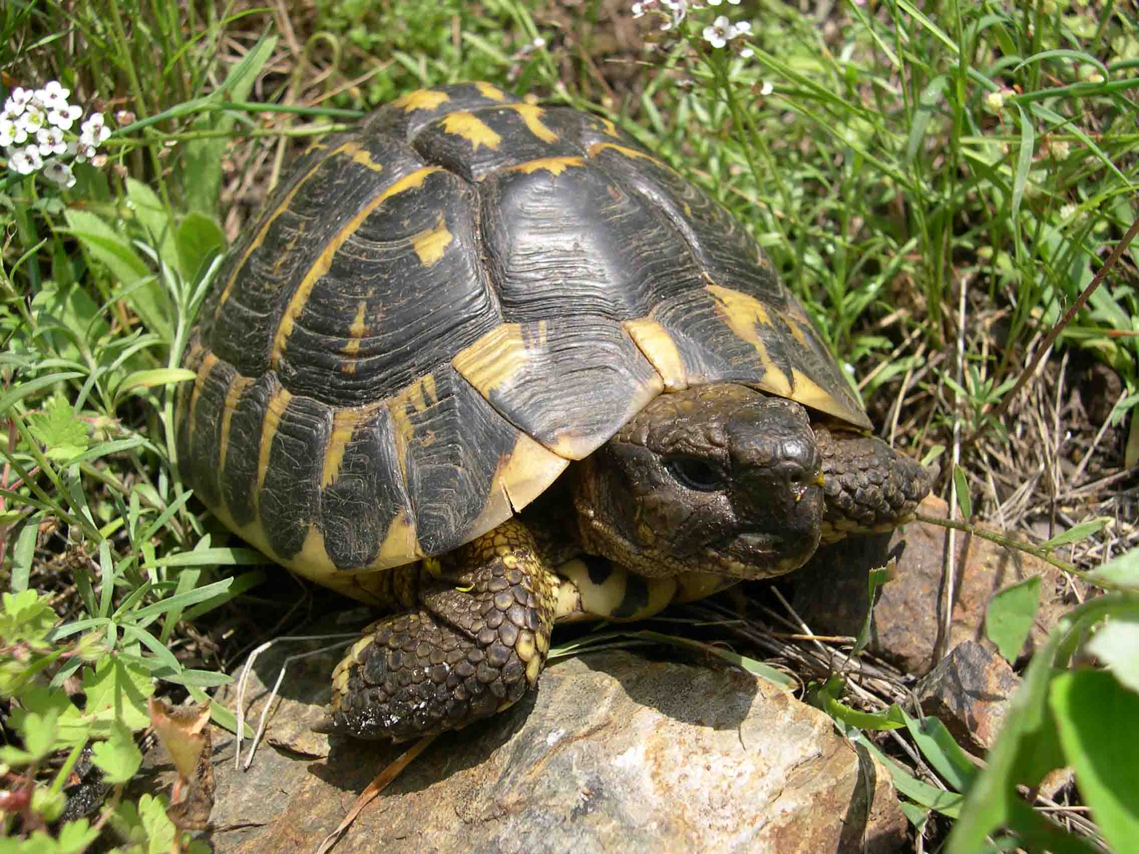 Testudo Hermanni