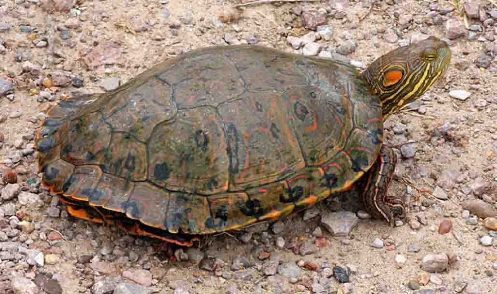 Trachemys Gaigeae Web 1024x605