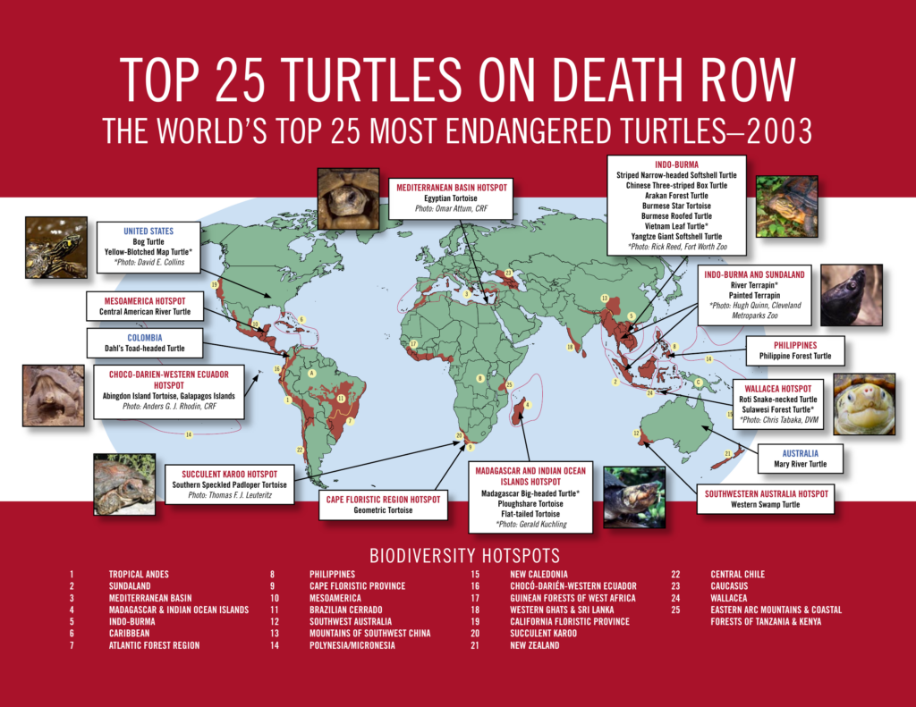top 25 turtles on death row (2003) — cover