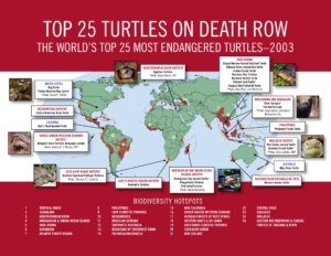 top 25 turtles on death row (2003) — cover