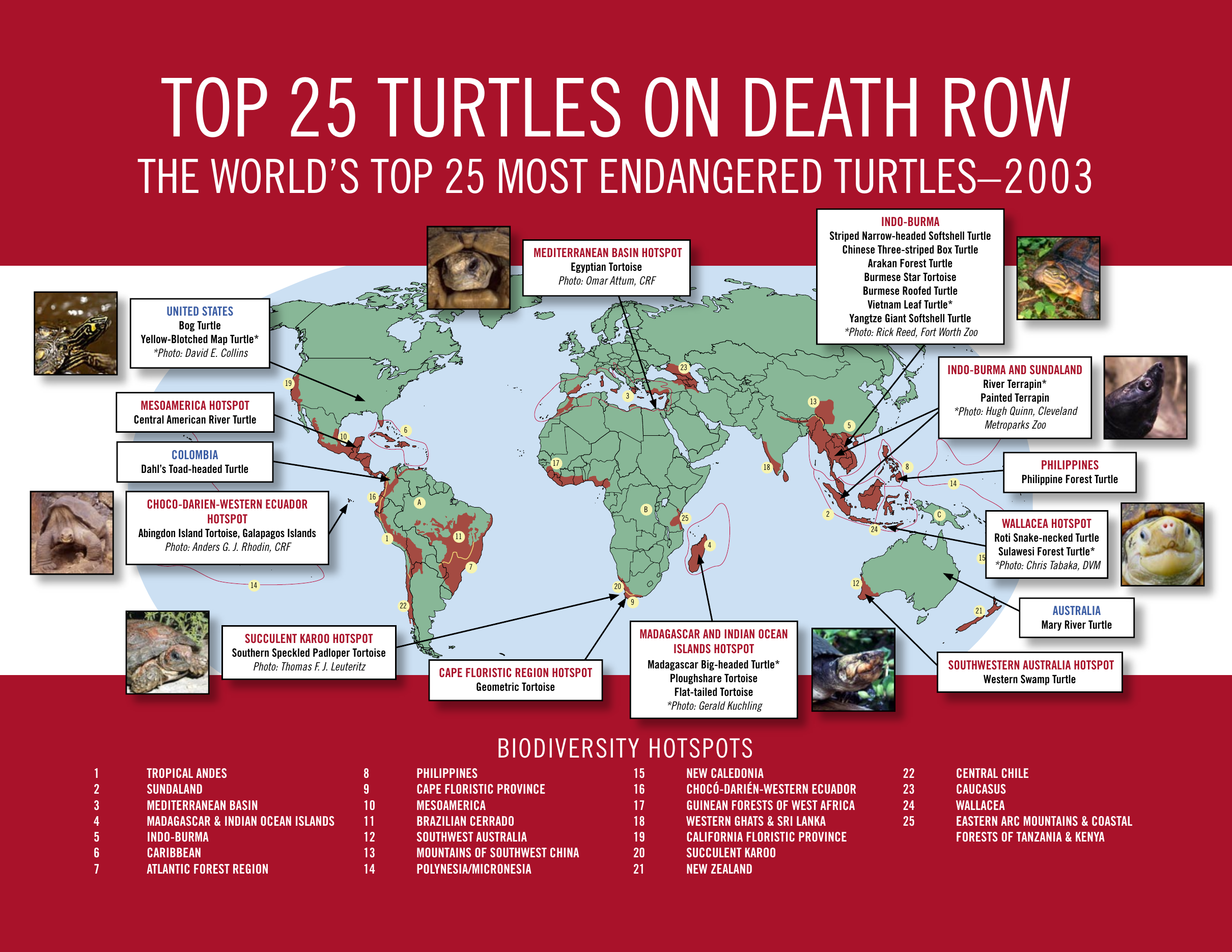 top 25 turtles on death row (2003) — cover